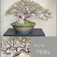 盆栽,サツキ盆栽,剪定の画像