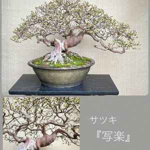 盆栽,サツキ盆栽,剪定の画像