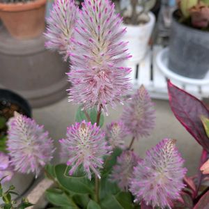 アンゲロニア,アルテルナンテラ,プチロータス ジョーイ,寄せ植え,ナチュラルガーデンの画像