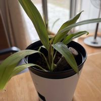 ドラセナ,観葉植物,奄美大島の画像