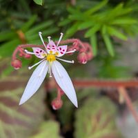 大文字草,カラスビシャク,備忘録,お写ん歩,グリーンアクセサリー♪の画像