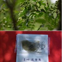 ヤマボウシ,ユリ,山椒,ネジキ,シライトソウの画像