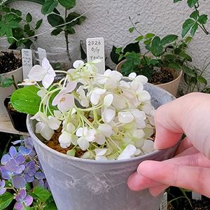 アナベル,初心者,ベランダガーデニング,初めて育てる,手探り状態の画像