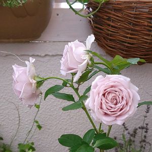 バラ メモワール,初心者,ベランダガーデニング,初めて育てる,ばら バラ 薔薇の画像