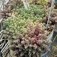 パープルヘイズ,寄せ植え,多肉植物,雑貨,多肉棚の画像