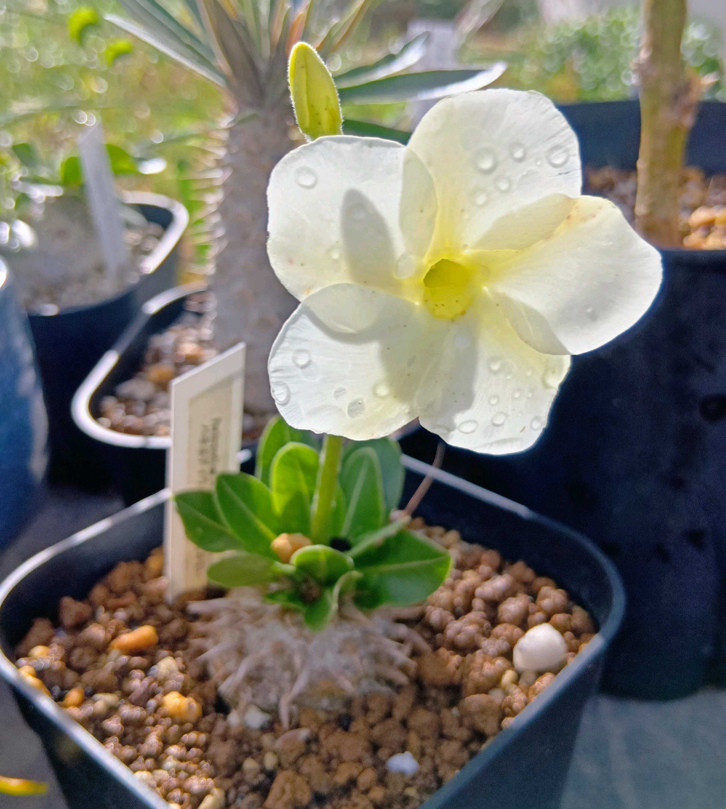 塊根植物(コーデックス)とは｜レアで人気の種類は？育て方のコツは