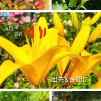 アルストロメリア,ニゲラ,バラ,ユリ,レディエマハミルトンの画像