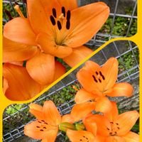 イチゴ,ユリ,センテッドゼラニウム,百合,イチゴの花の画像