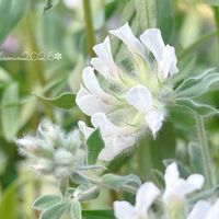ロータス ブリムストーン,花のある暮らし,斑入り好き♡,富山支部,おうち園芸の画像