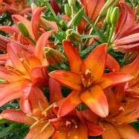 ユリ,スカシユリ,スカシユリ,スカシユリいろいろ,今日のお花の画像
