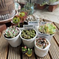 ドラセナ・コンシンネ,ガーデニング,多肉植物のある暮らし,お花とグリーンのある暮らしの画像