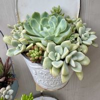 多肉,エケベリア,多肉植物 寄せ植え,ピンクローズ,ピンクローズの画像
