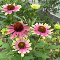 エキナセア,バラ,カラミンサ,庭の花,癒し…♡の画像