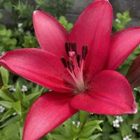 ゆり,赤い花,地植え,今日のお花,おうち園芸の画像
