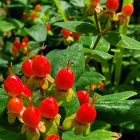 ヒペリカム,ブルーサルビア,鉢植え,紫陽花 アジサイ あじさい,小さな庭の画像