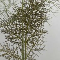 フェンネル,フェンネル,ブロンズフェンネル,ブロンズフェンネル,鉢植えの画像