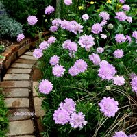 スカビオサ,地植え,ガーデニング,お気に入り♡,花のある暮らしの画像