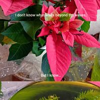 キウイ,キウイ,ポインセチア,サツキ,キウイフルーツの蔓の画像