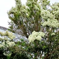 メラレウカ,ティーツリー,初めての花♡,自然の造形美,自然に癒されての画像