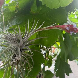 チランジア,エアプランツの画像