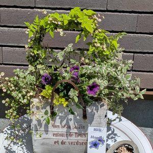 寄せ植え,多肉植物,多肉寄せ植え,ガーデニング,GSのみなさんに感謝♡の画像