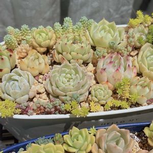 多肉植物,多肉寄せ植え,寄植え,おうち園芸の画像