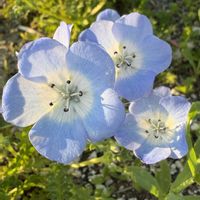 ネモフィラ,ネモフィラ,ネモフィラ,花壇,花畑の画像