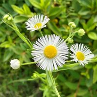 ヒメジョオン,山野草,白い花,植え込み,歩道脇の画像