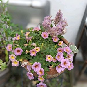 アジュガ バーガンディーグロー,カリブラコアカメレオン,プチロ―タス,寄せ植え,夏の花の画像