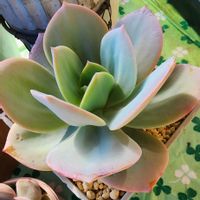 オリズルラン,紫陽花,ビアホップ(新玉つづり),エケベリア 白鵬,ピンキィーの画像