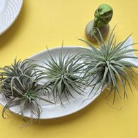 チランジア,チランジア属,癒し,感謝,丈夫な子。の画像