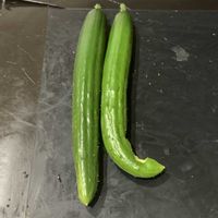 キュウリ,キュウリ,可愛い,収穫,毎年恒例の画像