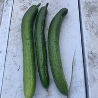 キュウリ,可愛い,収穫,毎年恒例,花のある暮らしの画像