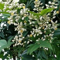 南天,南天,アスパラガス,スナップエンドウ,青じその画像