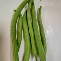 シソ,スグリ,インゲン,小さな庭,家庭菜園の画像