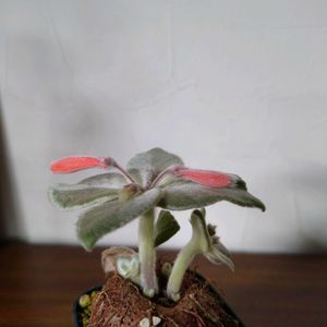 断崖の女王,シンニンギア,シンニンギア・レウコトリカ,塊根植物,成長記録の画像