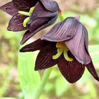 クロユリ,ユリ,六甲高山植物園,黒いお花の画像