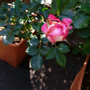 バラ,薔薇,初心者の画像