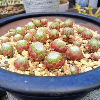 巻絹,多肉植物,元気に育て♡,多肉大好き！の画像
