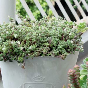 ブロウメアナ,寄せ植え,多肉植物,ポイポイ鉢,多肉のある暮らしの画像