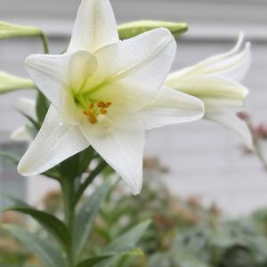 クレマチス,ザクロ,お散歩,花のある暮らし,横浜イングリッシュガーデンの画像