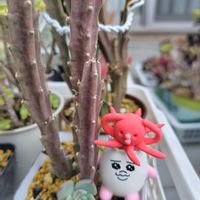 ラークスパー,紫陽花,ウンベラータ,ガガイモ,千鳥草の画像