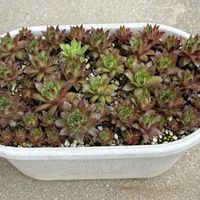虹の玉,ミルキーウェイ,ベロナ,ブロンコ,紅蓮華の画像