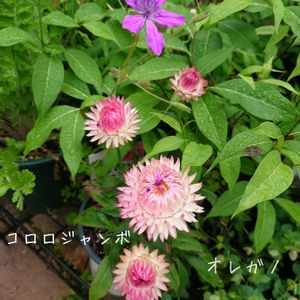 サツキ,さつき,エロディウム マネスカヴィ,コロロジャンボ,エロディウム・マネスカウィの画像