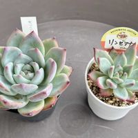 エケベリア,リンゼアナ,ホワイトロビン,多肉植物,エケベリア属の画像
