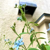 ブルースター,ブルースター,オキシペタラム ブルースター,オキシペタラム ブルースター,ユーミンつながりの画像