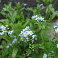 ワスレナグサ,園芸種の野生化の画像