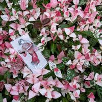 アジサイ,アジサイ,ツワブキ,ハツユキカズラ,お散歩ちゃんの画像