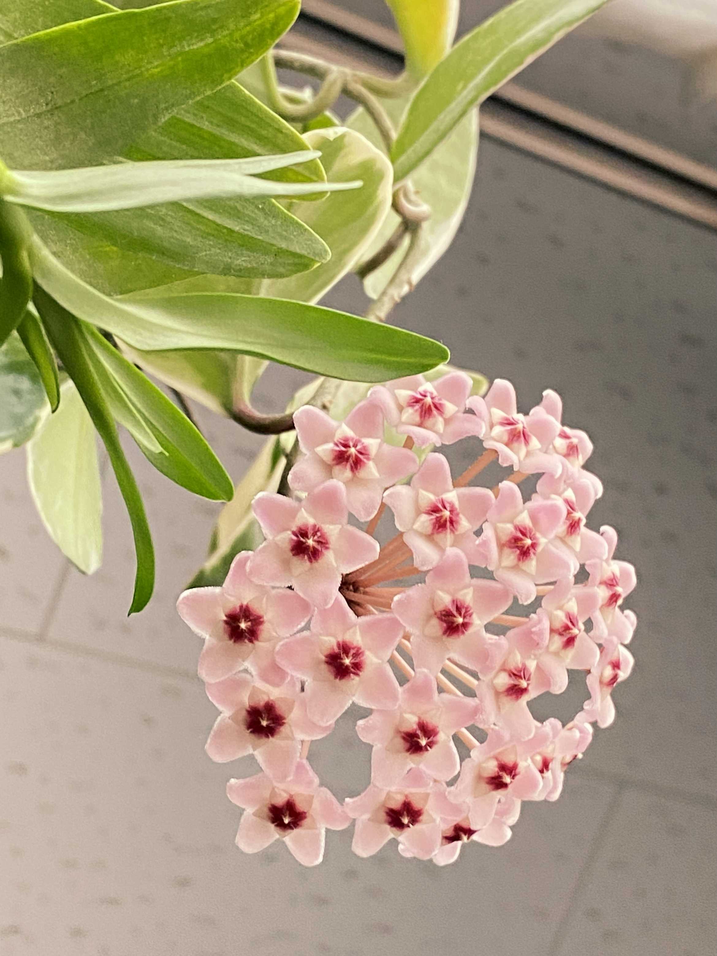 4月8日のお花はホヤ・カルノーサ(サクララン)｜🍀GreenSnap（グリーン