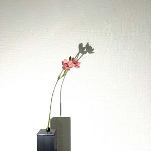 ヒメヒオウギ,ヒメヒオウギ,一輪挿し,花瓶,山野草の画像